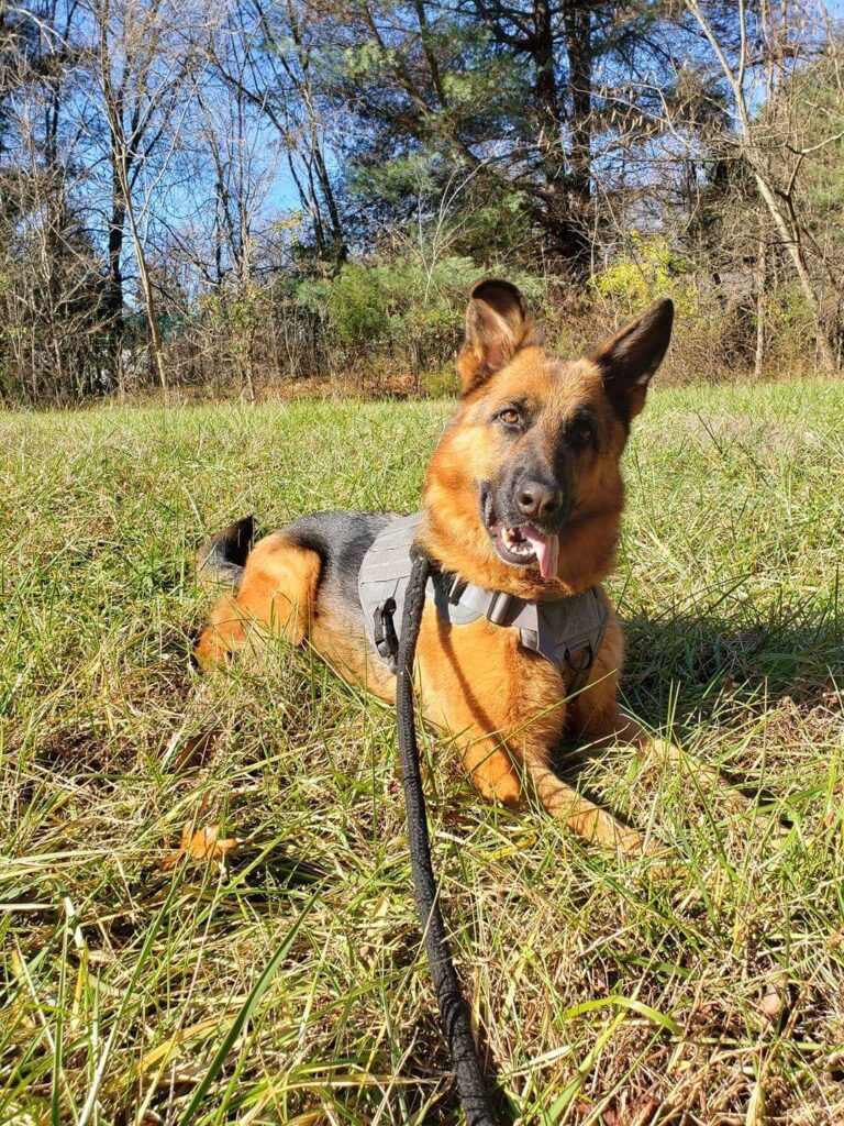 Dog Training Charlies K9 Camp